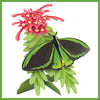 Birdwing Butterfly Pop-Out