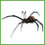 Redback Spider Pop-Out Postcard